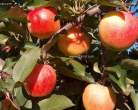 إعلان عن عرض تحت فئة أشياء أخرى بمدينة فوسانة ولاية القصرين: للبيع تفاح روايال بالجملة